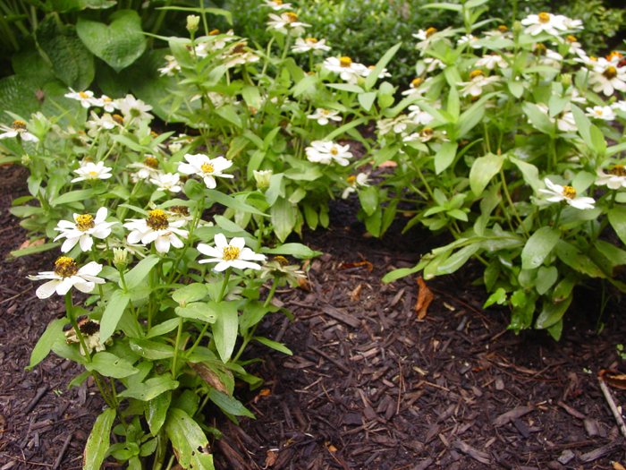 Zinnia Profusion white